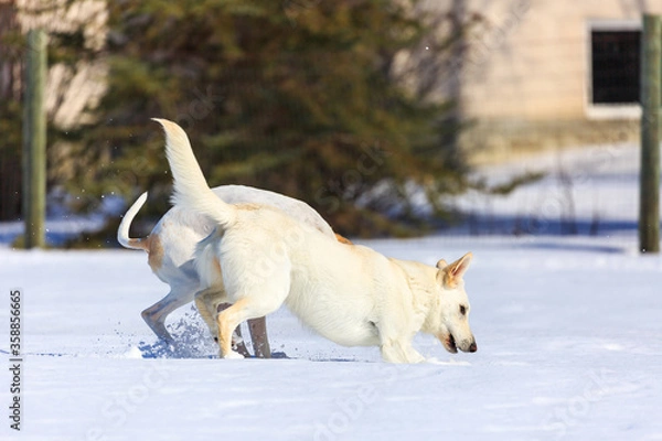 Obraz Two white dogs playing in the snow.