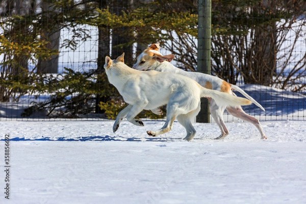 Obraz Two white dogs playing in the snow.