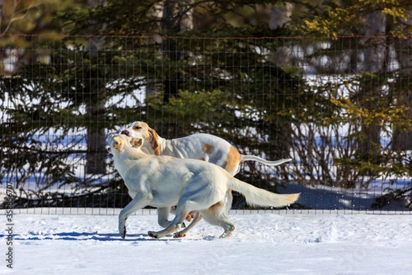 Obraz Two white dogs playing in the snow.