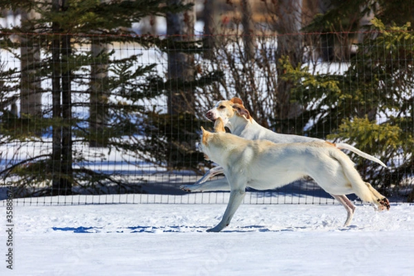 Obraz Two white dogs playing in the snow.