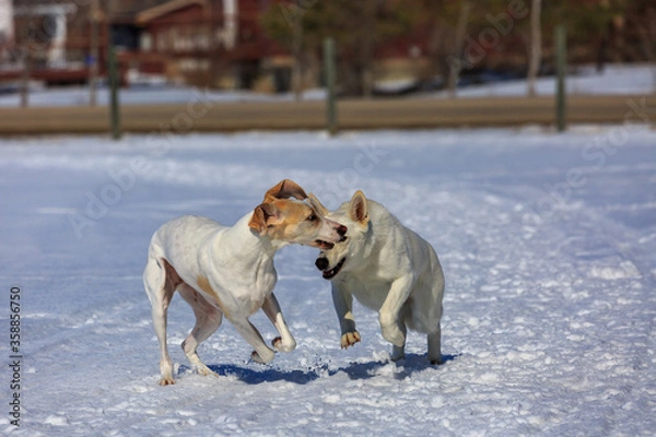 Obraz Two white dogs playing in the snow.