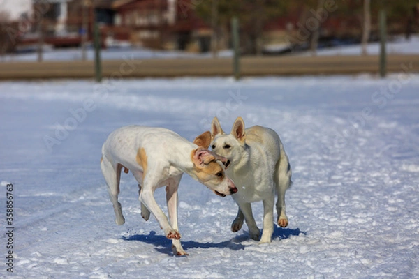 Obraz Two white dogs playing in the snow.