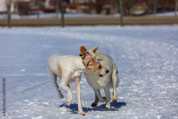 Obraz Two white dogs playing in the snow.