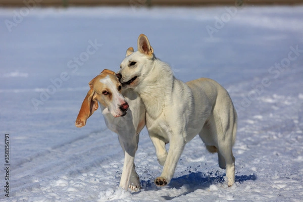 Obraz Two white dogs playing in the snow.