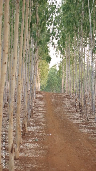 Fototapeta Tree Road