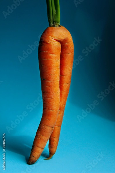 Fototapeta Orange carrot on blue background, vertical image. Carrot looks like womans legs. Abstract food background.