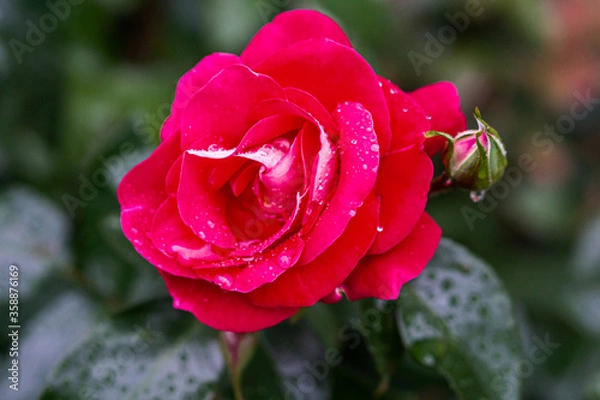 Obraz red rose with water drops