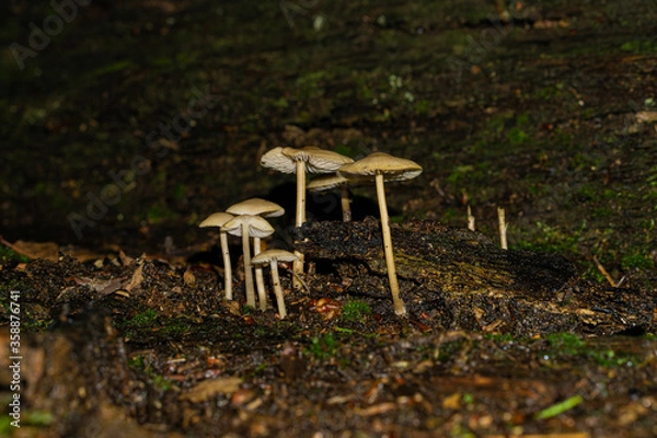 Obraz mushrooms in the forest