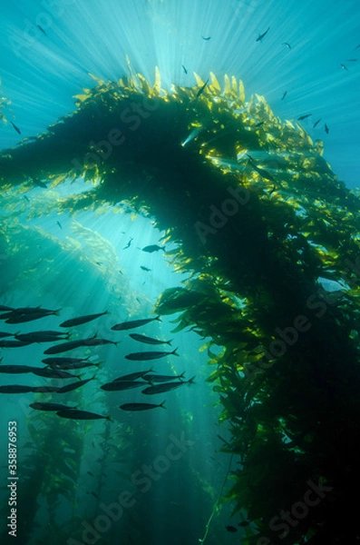 Obraz Sun Rays Through the Kelp Forest at Catalina Island, California