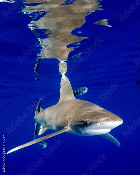 Obraz An Oceanic White Tip Shark Cruises Near the Surface at Cat Island in the Bahamas