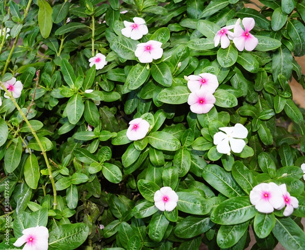 Obraz teresas del campo