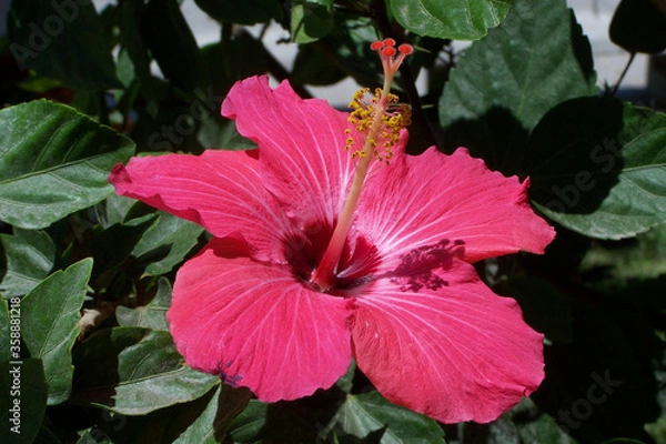 Obraz flor roja