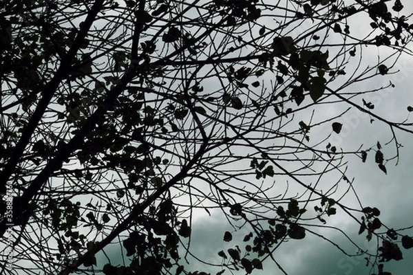 Obraz Tree silhouette