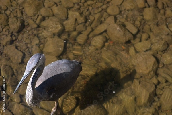 Obraz Bird of Canada 