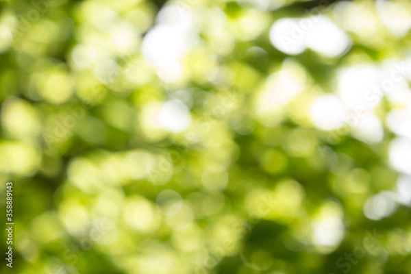 Fototapeta Beautiful Spring leaves with bokeh lights in the Spring forest, natural backgound for Spring projects.;