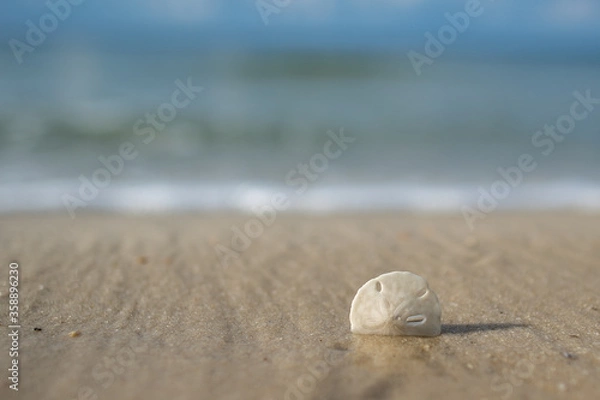Fototapeta shell on the beach