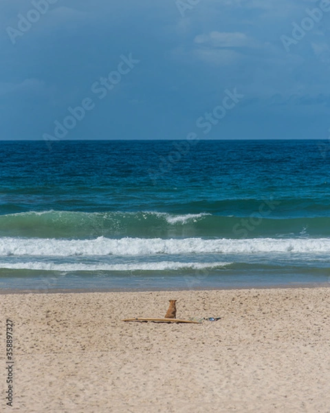Obraz Dog at the beach