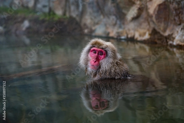 Obraz Macaque Bathing