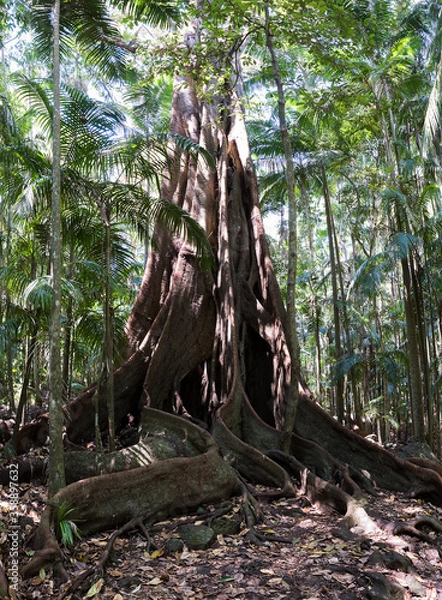 Obraz Witch's Falls Tree