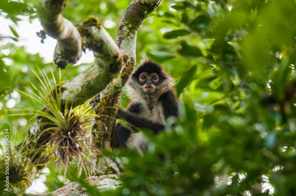 Obraz Mono araña (Ateles geoffroyi) en la reserva de la biósfera de Calakmul, Campeche, México.