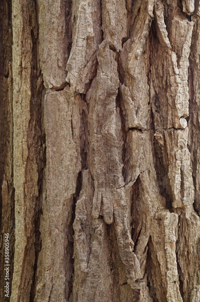 Fototapeta Closeup of old weather beaten tree bark texture background pattern
