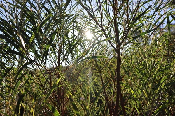 Obraz grass in the forest