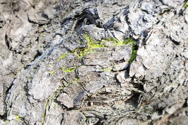 Obraz tree bark texture
