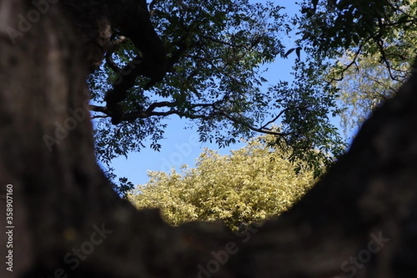 Obraz tree in autumn