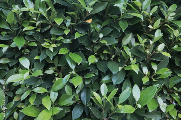 Obraz Green Leaves background.