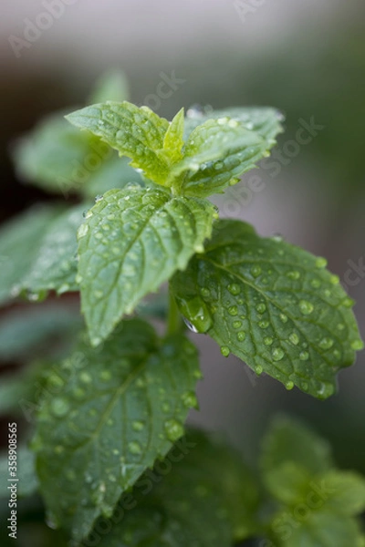 Fototapeta 雨上がりのベランダのミント