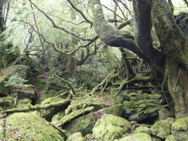 Fototapeta 屋久島