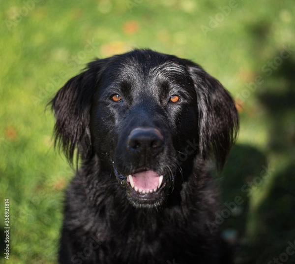 Obraz Black Golden Retriever.