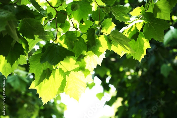 Fototapeta 新緑のプラタナスの葉