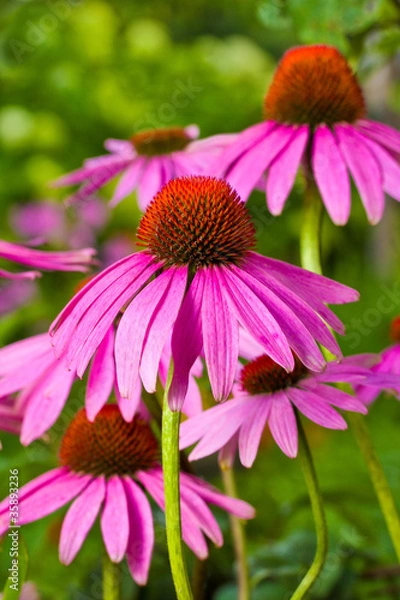 Obraz echinacea flowers