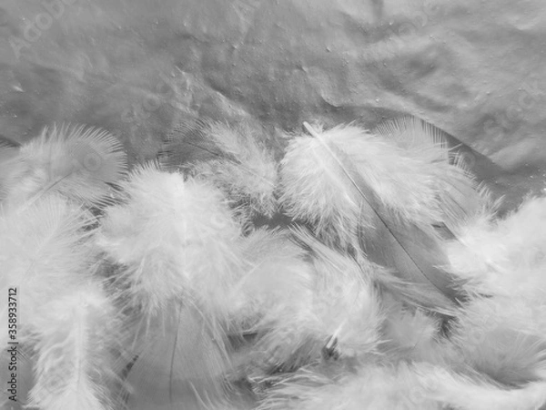 Fototapeta Beautiful abstract white and black feathers on white background and soft white feather texture on white pattern and dark background, gray feather background, black banners