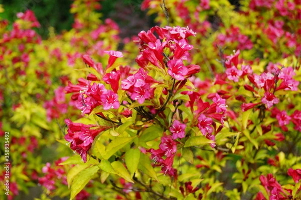 Fototapeta Weigela -  Caprifoliaceae - Weigela - Weigel wonderful - a beautiful pink flowering shrub