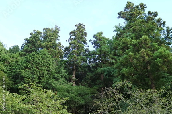 Obraz 妙本寺(鎌倉)の森