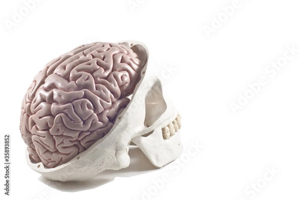 Obraz Human skull with brain model,isolated