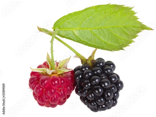 Obraz raspberry and blackberry