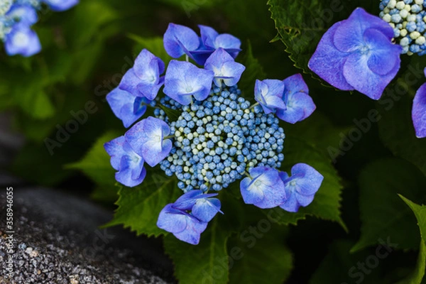 Fototapeta 青い紫陽花