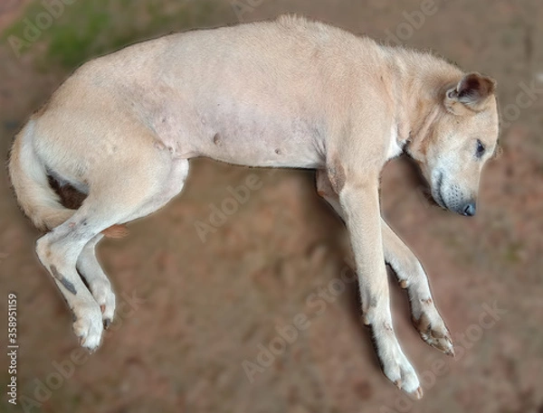 Obraz Indian dog sleeping