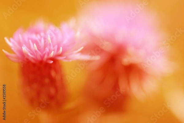 Fototapeta Abstract thistles in summer colors (selective focus)