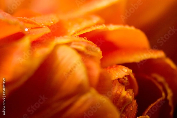 Fototapeta orange tulip flower near. Macro
