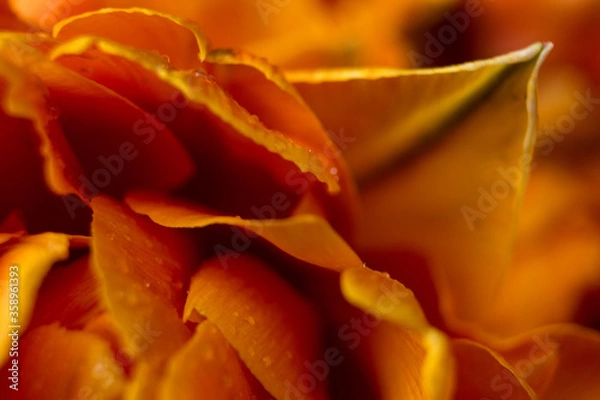 Fototapeta orange tulip flower near. Macro