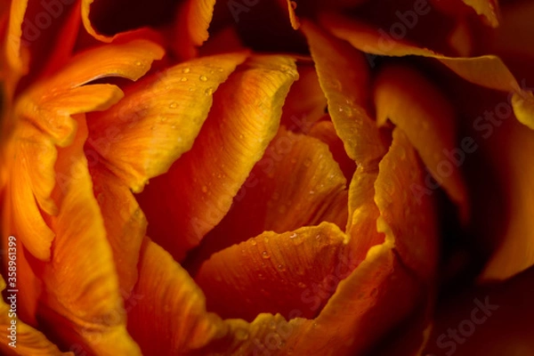 Fototapeta orange tulip flower near. Macro