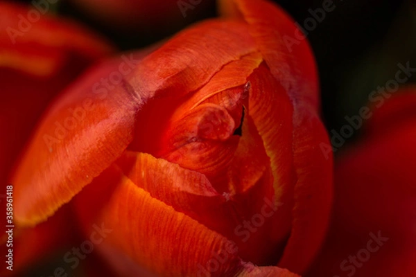 Fototapeta red tulip flower near. Macro