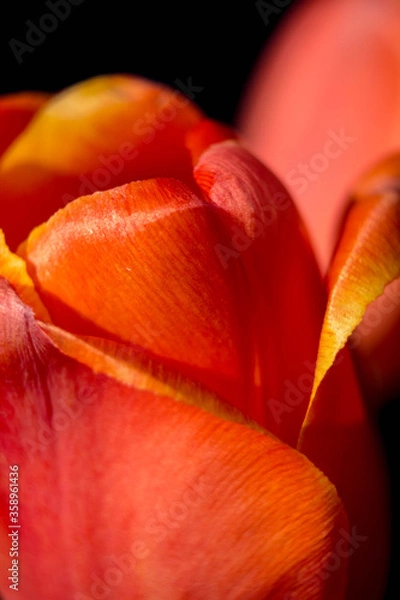 Fototapeta red tulip flower near. Macro