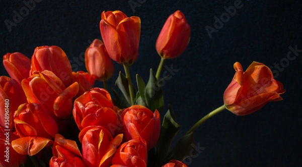 Fototapeta bouquet of red tulips on a dark background