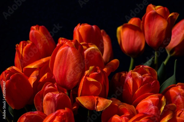 Fototapeta bouquet of red tulips on a dark background