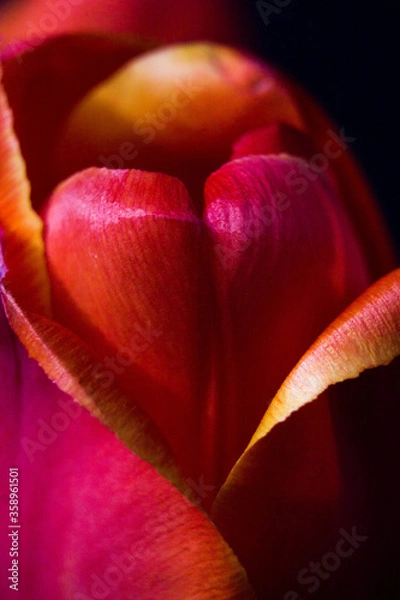 Fototapeta red tulip flower near. Macro